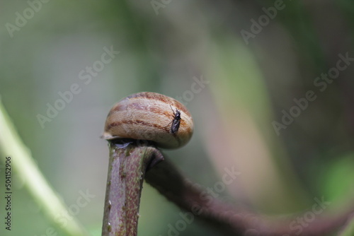 Insect on a snail against the background of greenery in the garden in April