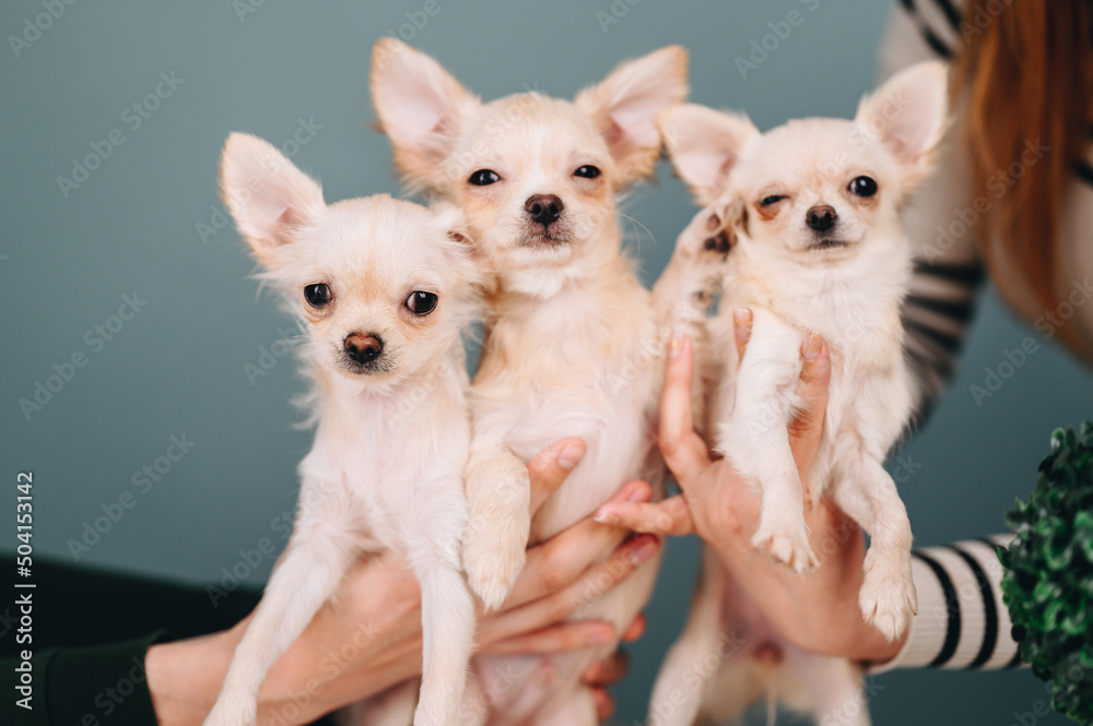 White chihuahua puppies look at the camera and squint which are held in their hands. blue background