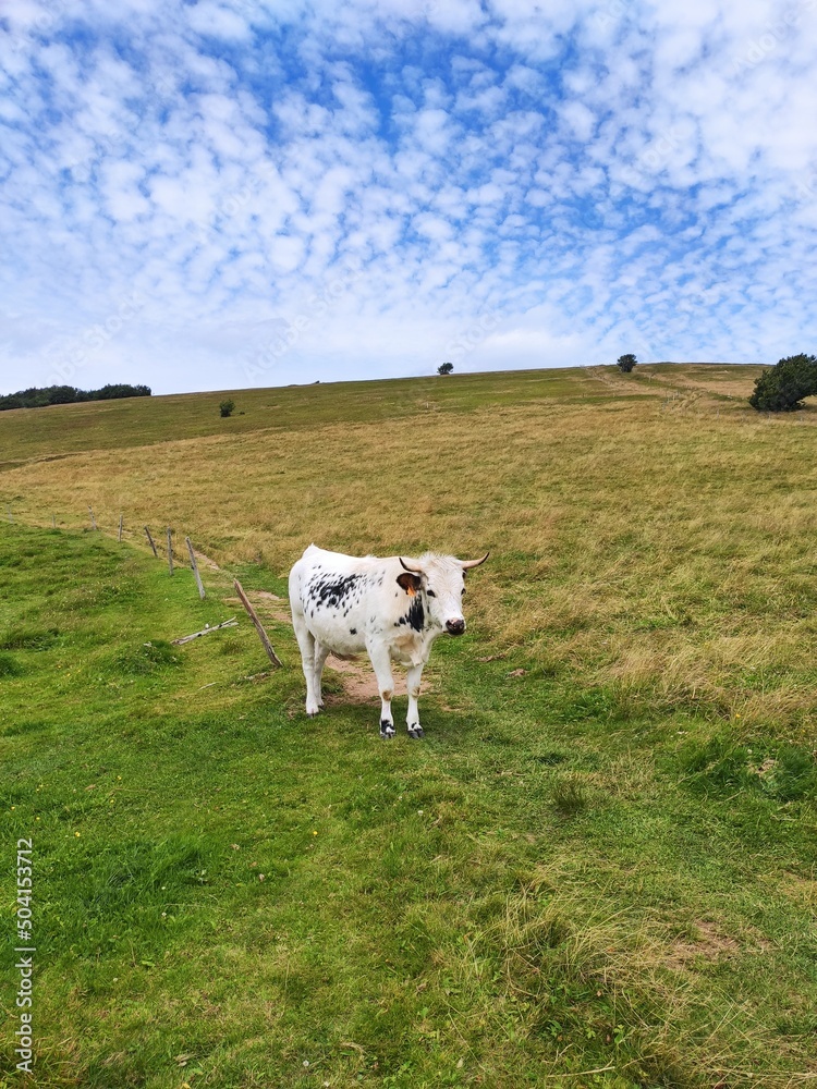 Fototapeta premium Sheep