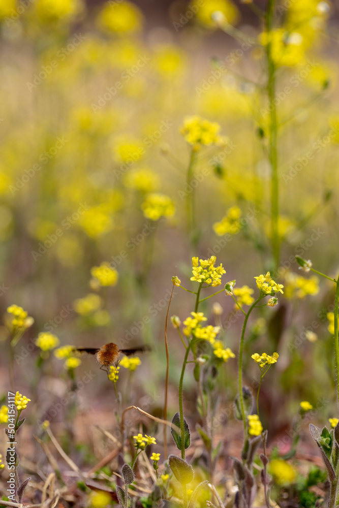 Obraz premium 노란 나도냉이꽃과 귀여운 빌로오드재니등에