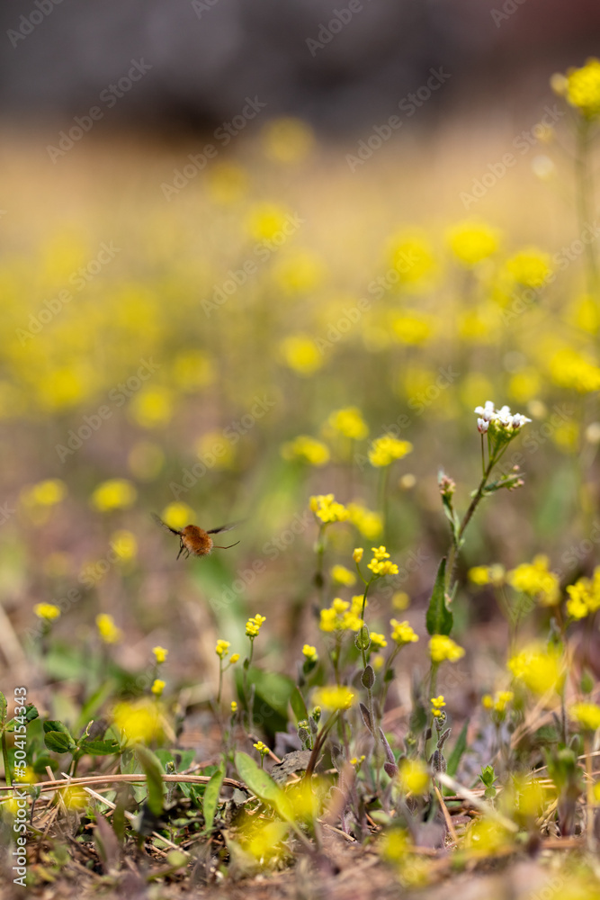 노란 나도냉이꽃과 귀여운 빌로오드재니등에