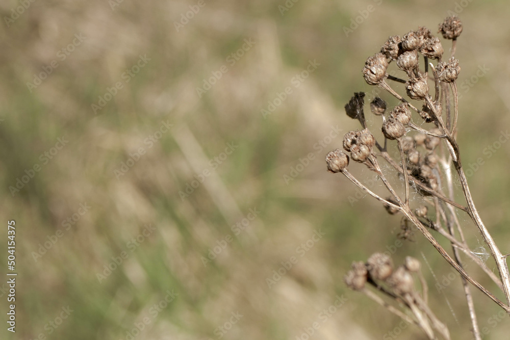 Dry wild grass spikelets. Abstract natural background in pastel colors Dry wild grass spikelets. Abstract natural background in pastel colors