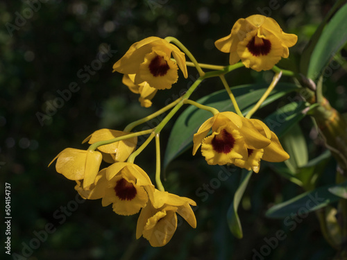 Closeup view of fragrant epiphytic tropical orchid species dendrobium chrysotoxum var suavissimum bright yellow and dark red cluster of flowers isolated outdoors in sunlight on natural background