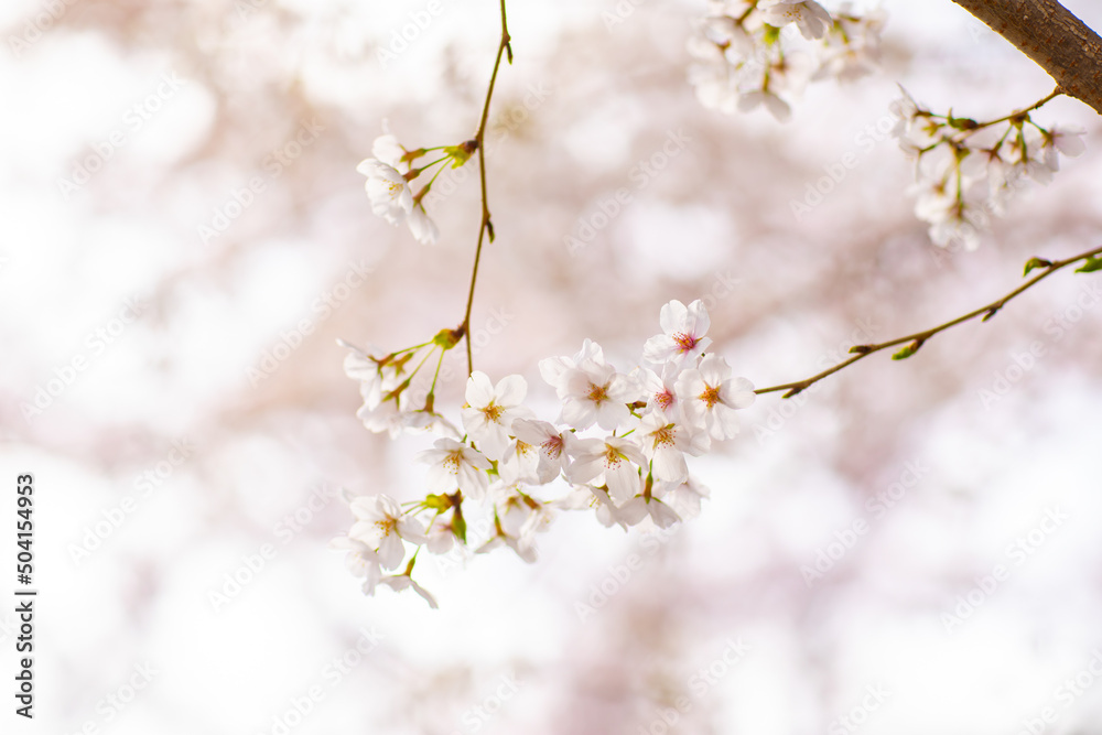 桜 桜