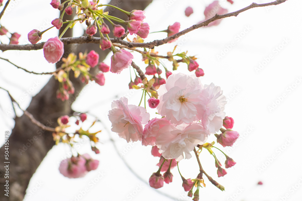 牡丹桜