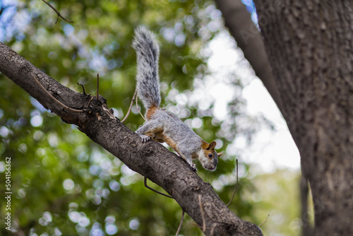 squirrels at Chapultepec Park, Mexico City, Mexico