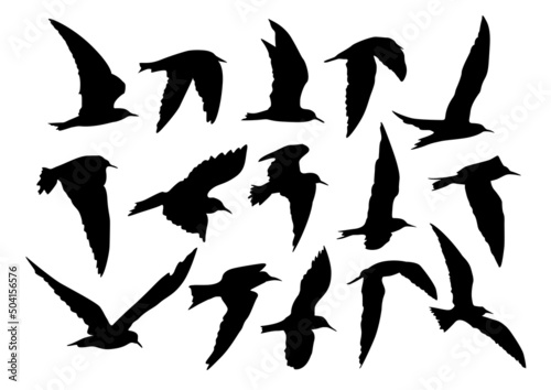 set of silhouettes of Tern birds