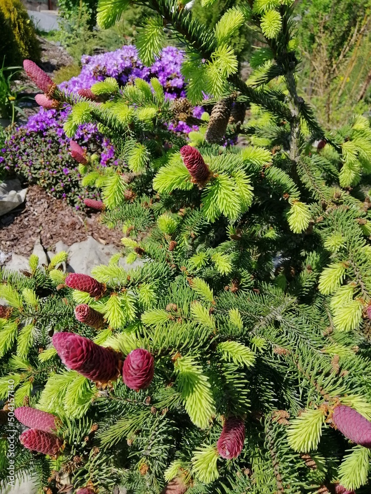 a blooming spruce with huge red cones on a background of purple ...
