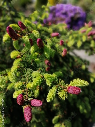 a blooming spruce with huge red cones on a background of purple rhododendron. rare Picea abies Acrocona. Sunny spring garden.Floral Desktop wallpaper