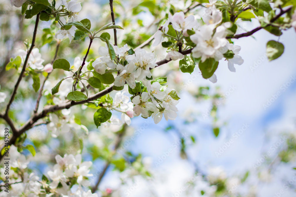 White flowers of a blooming apple tree in spring against a blue sky background on a sunny day close-up macro in nature outdoors. White flowers of a blooming apple tree in spring against a blue sky background on a sunny day close-up macro in nature outdoors.