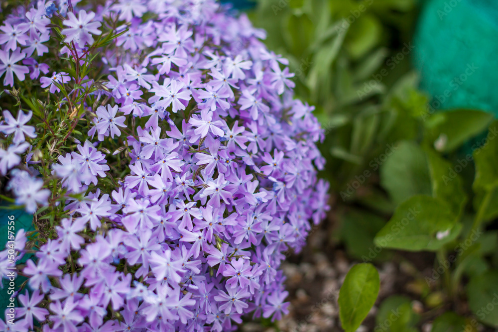 The emerald-blue moss phlox flower blooms beautifully in the garden. lilac flowers on a green background, natural spring background, soft selective focus.