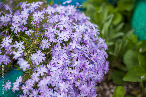 The emerald-blue moss phlox flower blooms beautifully in the garden. lilac flowers on a green background, natural spring background, soft selective focus.