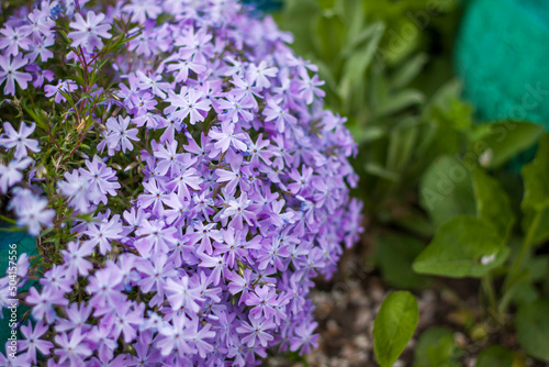 The emerald-blue moss phlox flower blooms beautifully in the garden. lilac flowers on a green background, natural spring background, soft selective focus.