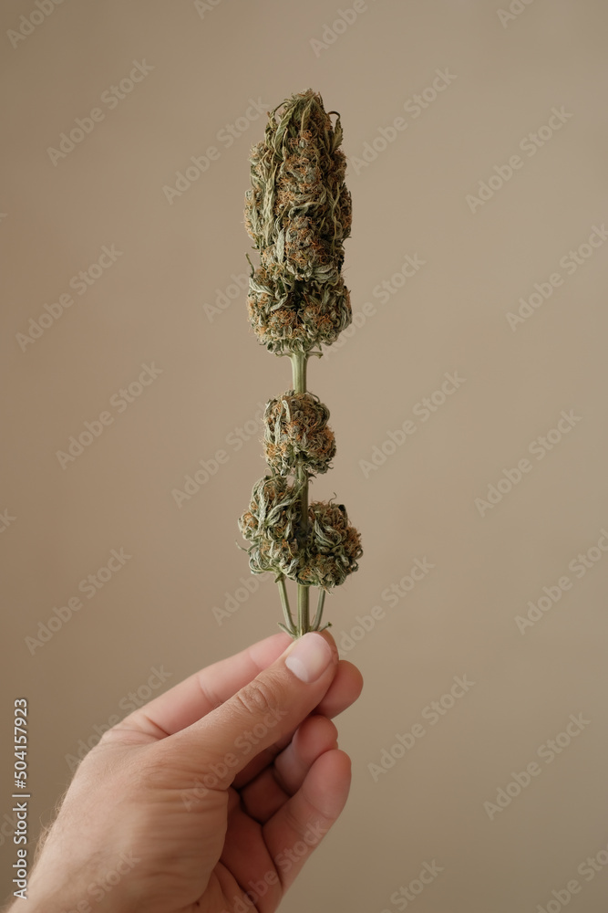 Cannabis bud in man's hand on brown background.