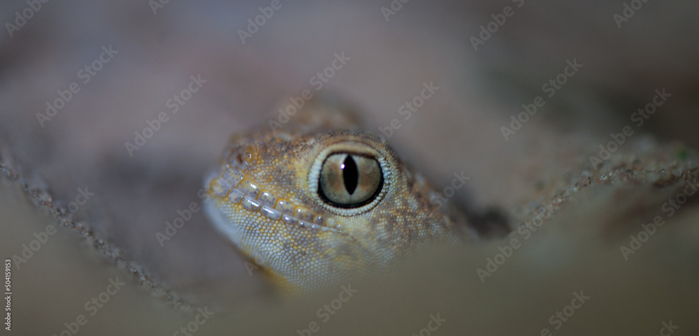 Naklejka premium Common Barking Gecko (Ptenopus garrulus) Kalahari, South Africa