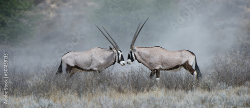 Gemsbok (Oryx gazella) Kgalagadi Transfrontier Park, South Africa