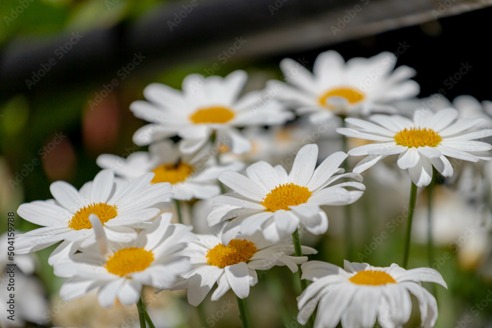 Fototapeta premium Selective focus of white flowers Leucanthemum maximum in the garden, Shasta daisy is a commonly grown flowering herbaceous perennial plant with the classic daisy appearance, Nature floral background.