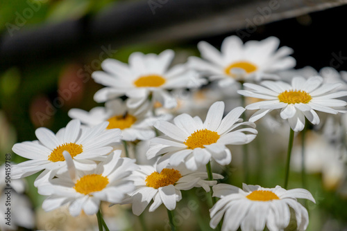 Selective focus of white flowers Leucanthemum maximum in the garden  Shasta daisy is a commonly grown flowering herbaceous perennial plant with the classic daisy appearance  Nature floral background.