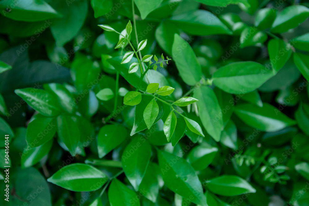 Fresh green leaf texture background Fresh green leaf texture background