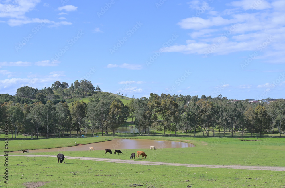 Naklejka premium farm with cattle and sheep with a pond and forest under blue sky