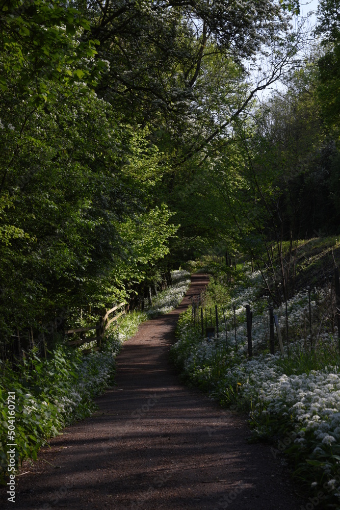 a public footpath through a forest with wild garlic blooming in the grass