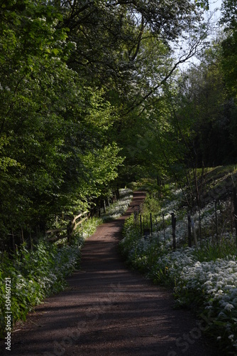 a public footpath through a forest with wild garlic blooming in the grass