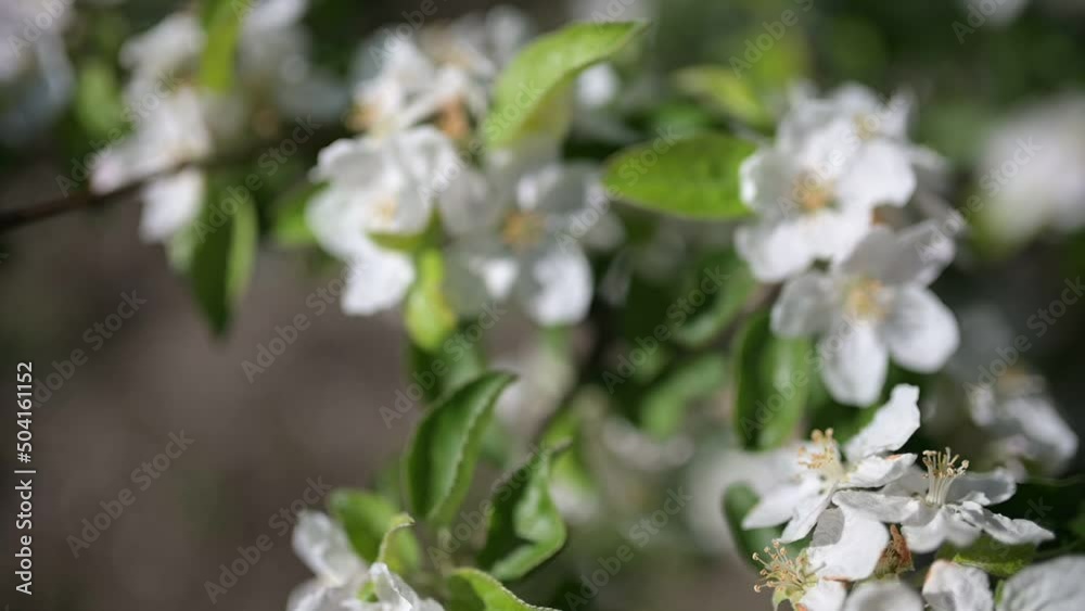 apple blossom in spring garden apple blossom in spring garden