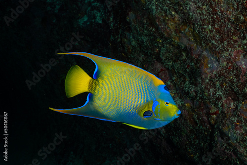 A brightly colored queen angelfish in clearly identifiable against the dark backdrop of the reef at that time of day