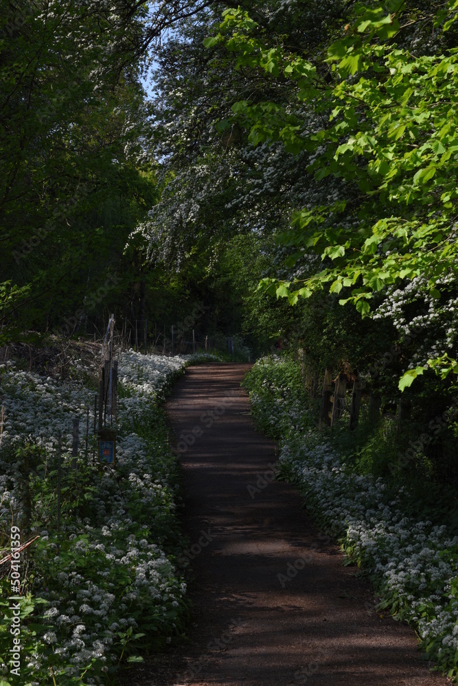 a public footpath through a forest with wild garlic blooming in the grass a public footpath through a forest with wild garlic blooming in the grass