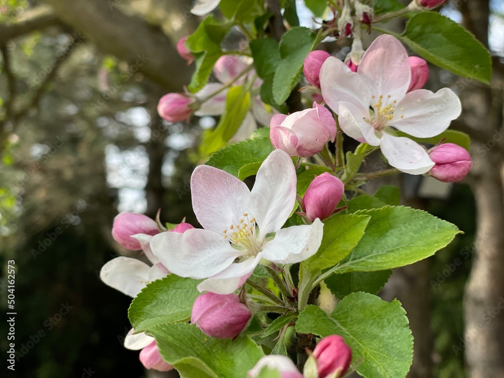 Obraz premium tree blossom