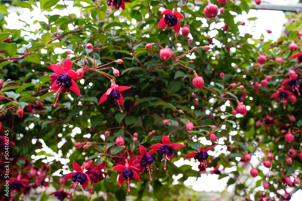 A look above to several fuschia plants in hanging baskets.