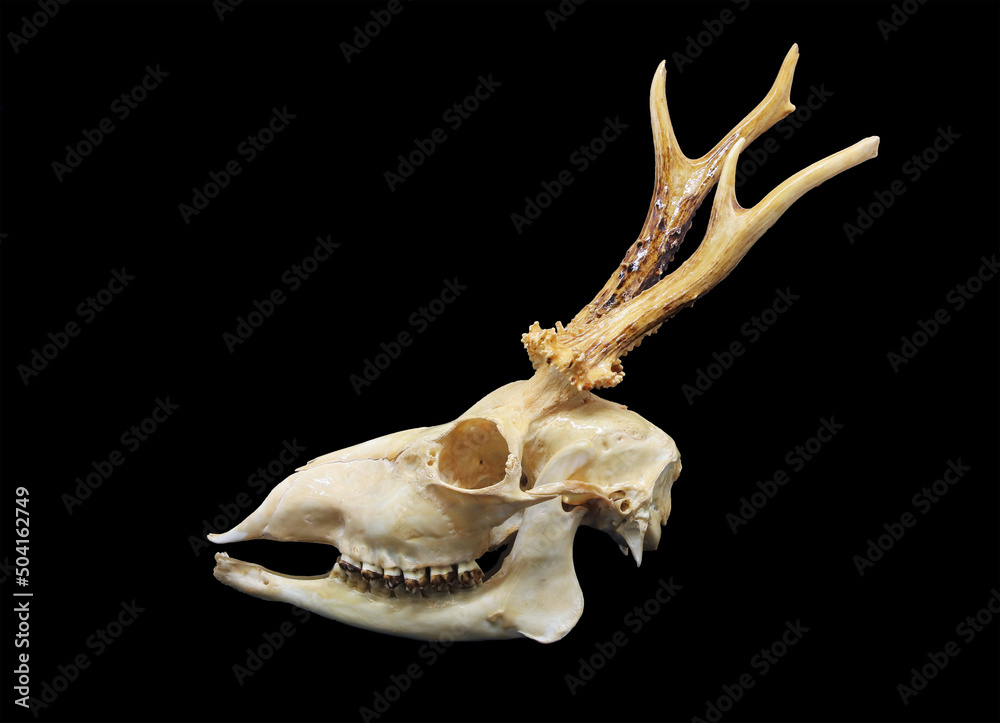 Front and side view of a male roe deer (Capreolus capreolus) skull