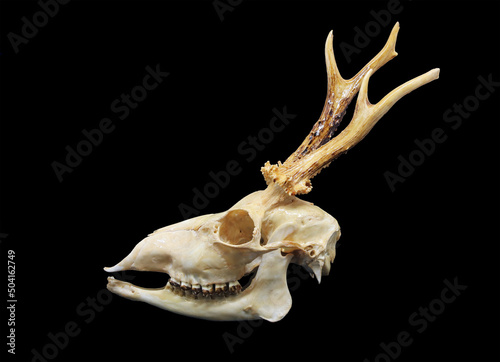 Front and side view of a male roe deer (Capreolus capreolus) skull isolated in black. Focus stacked image of the bones of a forest deer with black background. White clean skull with teeth.