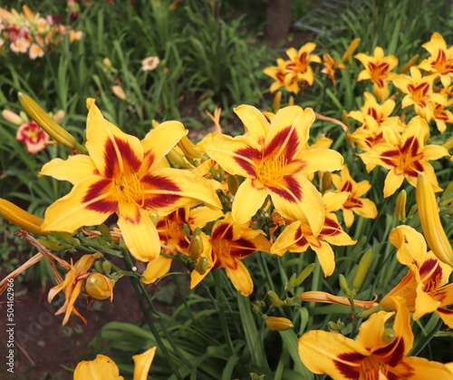 Bonanza. Luxury flower daylily in the garden close-up. The daylily is a flowering plant in the genus Hemerocallis. Edible flower.