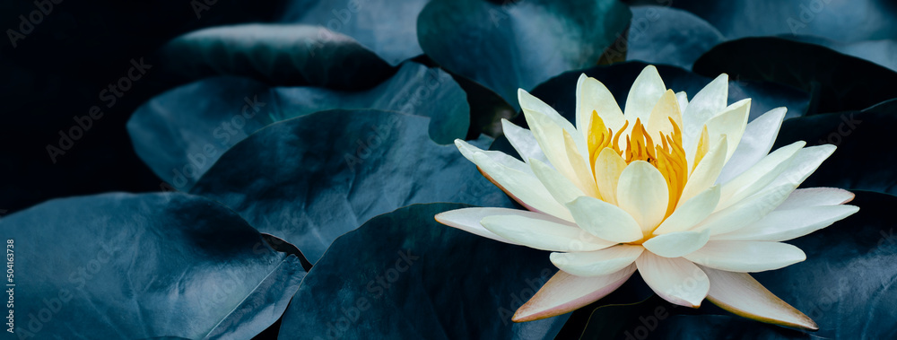 white lotus water lily blooming on blue leaf, flower symbol of Buddhism