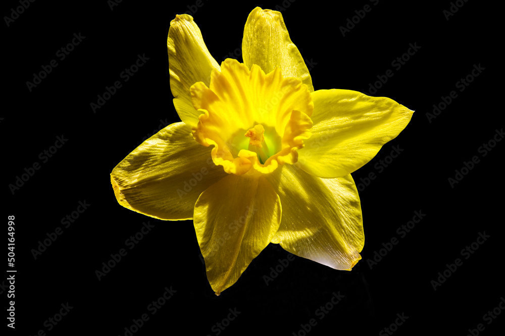 Daffodil flower head close up on black background Daffodil flower head close up on black background