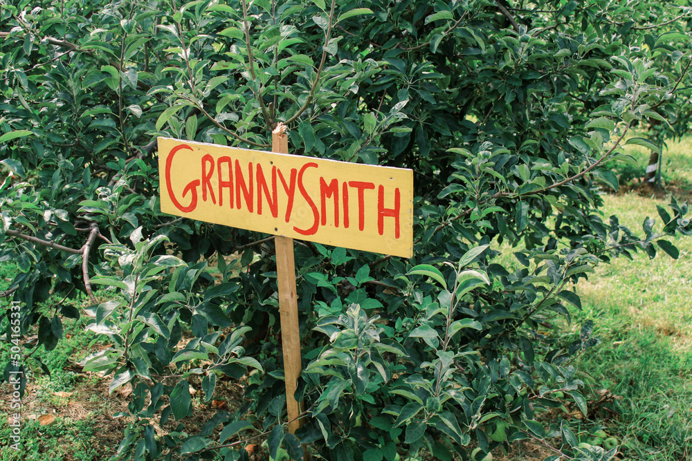 A yellow wooden sign that reads Granny Smith in an apple orchard