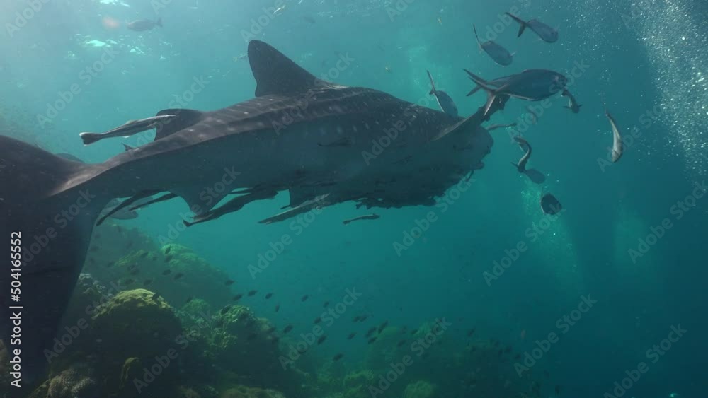(Rhincodon typus) A whale shark swims next to a reef against the background of bubbles from divers