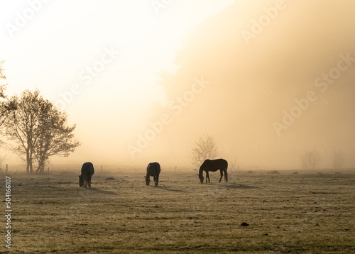 Horses in the fog during a spring sunrise in the Netherlands.