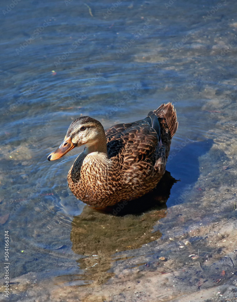 Mallard duck (Anas platyrhynchos) Mallard duck (Anas platyrhynchos)