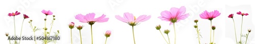 Isolated pink cosmos flower on white background.