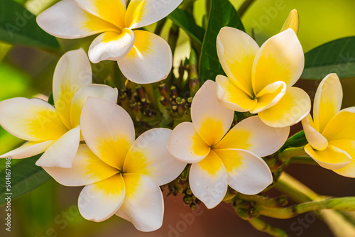 Plumeria rubra flowers blooming, with sunlight, close view photo