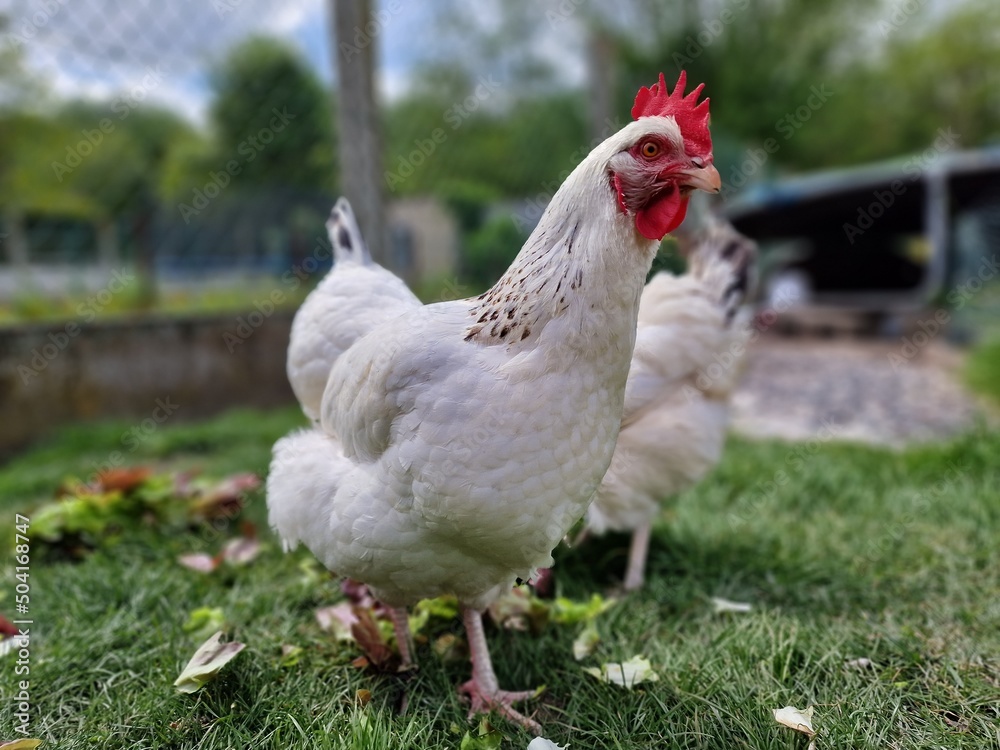 Fototapeta premium chicken