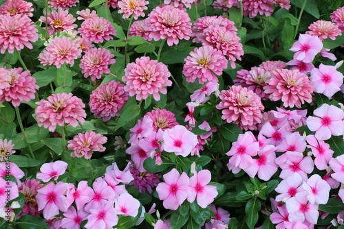 Pink zinnia flowers with colorful watercress flowers in a beautiful flower garden