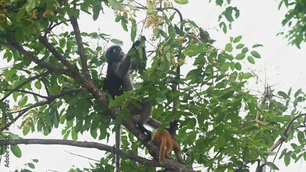 Seen with its baby going down under its mom biting her tail, Spectacled Langur Trachypithecus obscurus, Kaeng Krachan National Park, Thailand. Seen with its baby going down under its mom biting her tail, Spectacled Langur Trachypithecus obscurus, Kaeng Krachan National Park, Thailand.