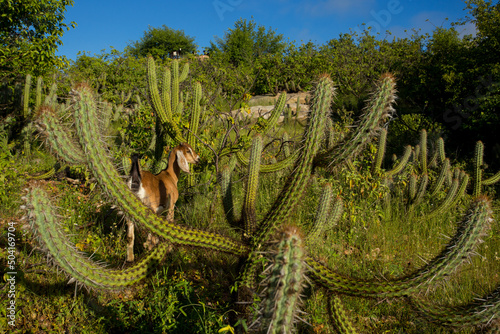 Fotografía bode cercado de cactos xique-xique na caatinga, vegetação típica do semiárido do