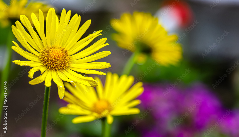 Fototapeta premium The large yellow flower of Doronikum is covered with drops of morning dew. Spring flowers in the sun. The beauty of the native land.