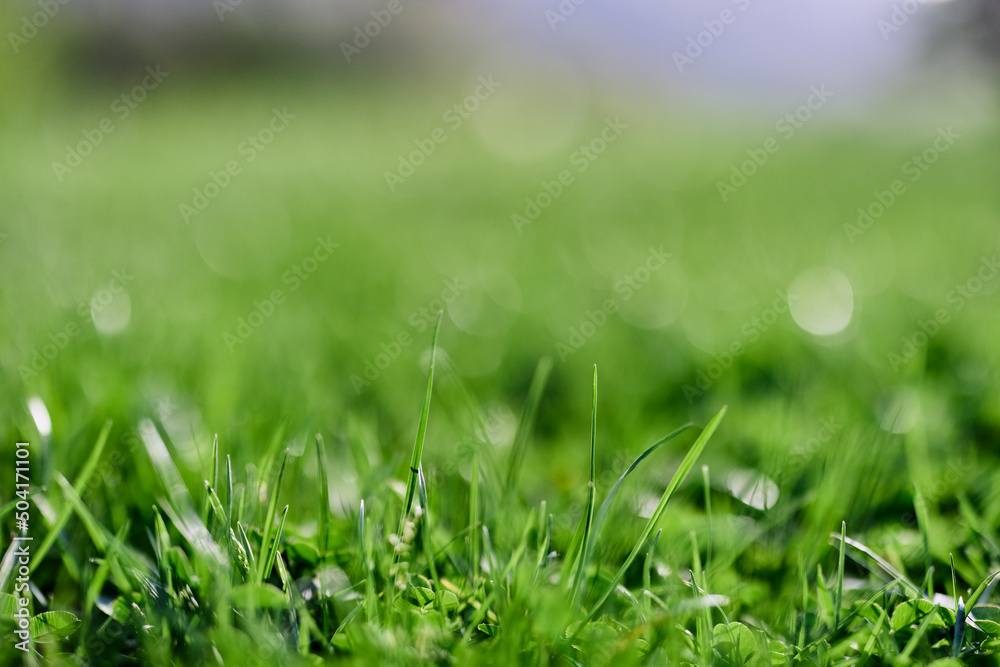 Green summer grass in the rays of sunlight, preserving the nature of the earth Green summer grass in the rays of sunlight, preserving the nature of the earth
