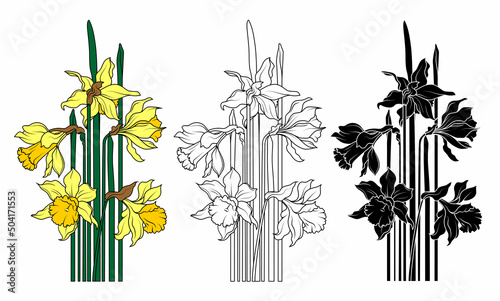 Vector set of black, white and color flowers of narcissus on a white background.