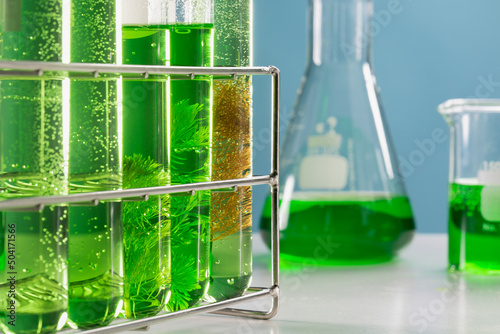 Algae fuel biofuel industry lab researching for alternative to fossil algae fuel or algal biofuel. photo